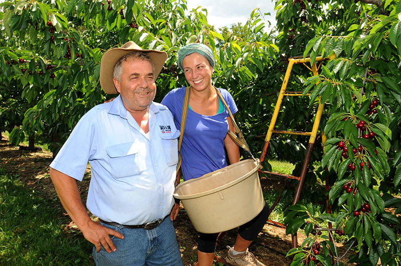 Cherry producer Guy Gaeta and backpacker Sabrina Monibello picking cherries in the Orange orchard.